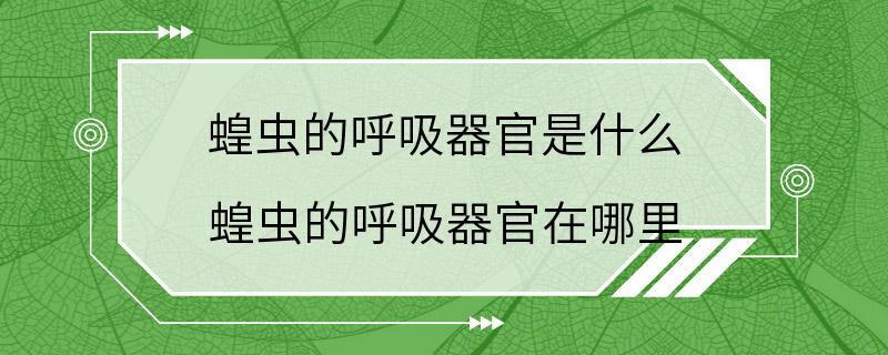 蝗虫的呼吸器官是什么 蝗虫的呼吸器官在哪里