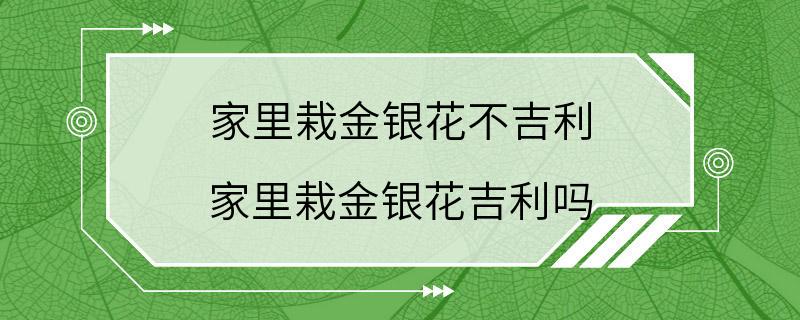 家里栽金银花不吉利 家里栽金银花吉利吗