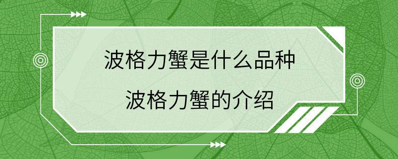 波格力蟹是什么品种 波格力蟹的介绍