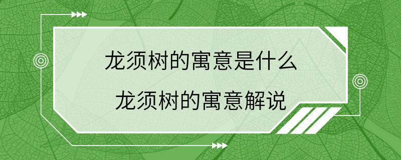 龙须树的寓意是什么 龙须树的寓意解说