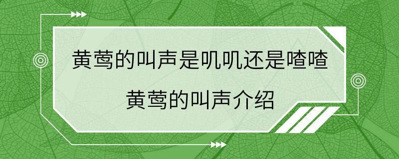 黄莺的叫声是叽叽还是喳喳 黄莺的叫声介绍