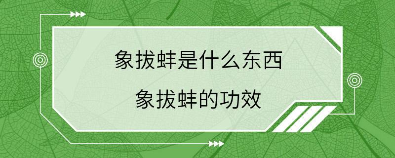 象拔蚌是什么东西 象拔蚌的功效