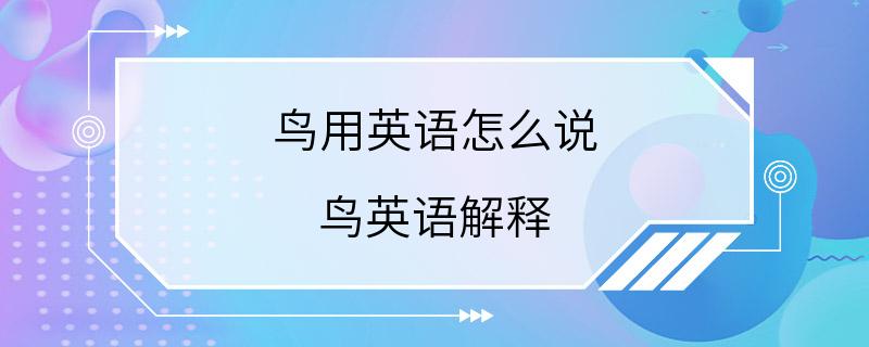 鸟用英语怎么说 鸟英语解释