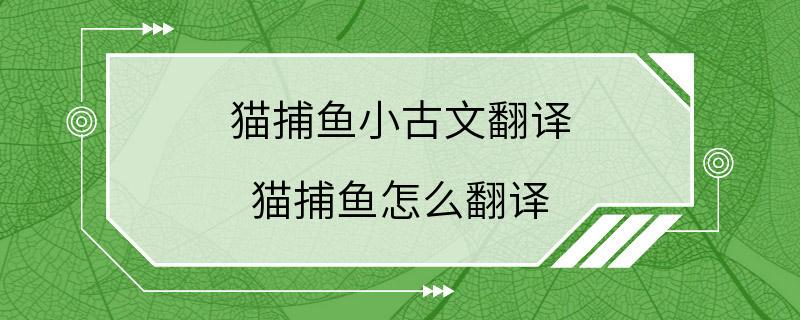 猫捕鱼小古文翻译 猫捕鱼怎么翻译