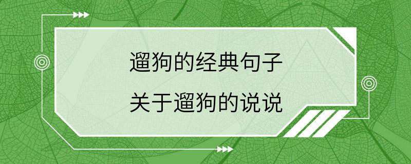 遛狗的经典句子 关于遛狗的说说