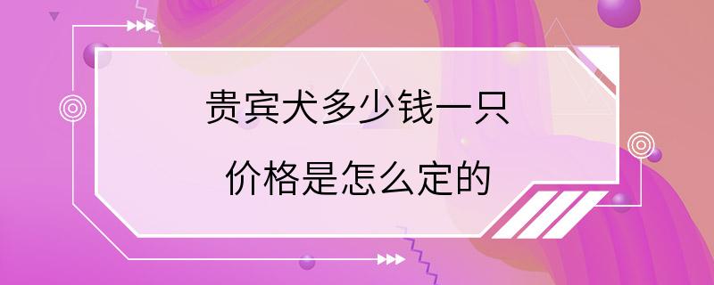 贵宾犬多少钱一只 价格是怎么定的