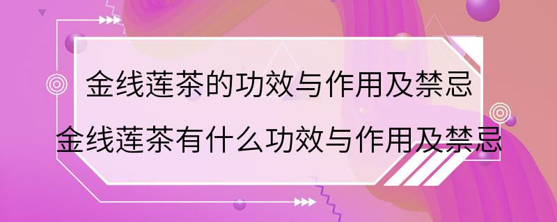 金线莲茶的功效与作用及禁忌 金线莲茶有什么功效与作用及禁忌