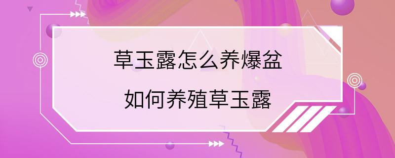 草玉露怎么养爆盆 如何养殖草玉露