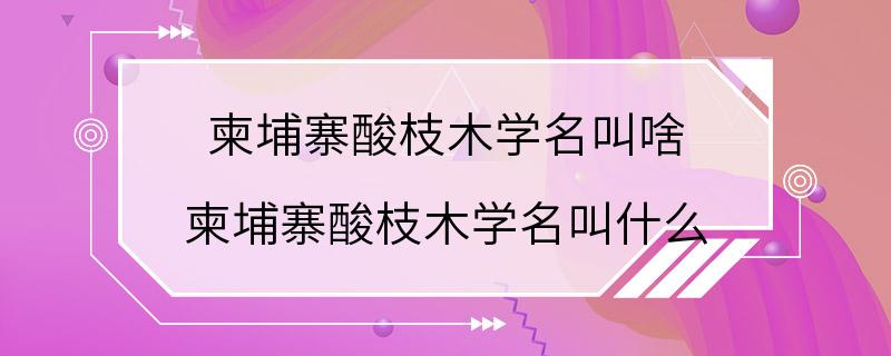 柬埔寨酸枝木学名叫啥 柬埔寨酸枝木学名叫什么