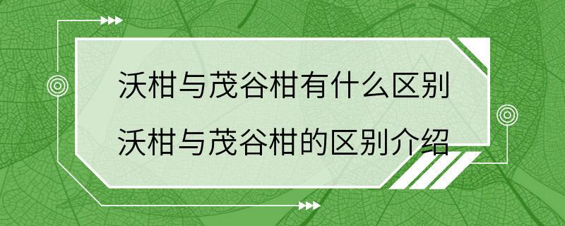 沃柑与茂谷柑有什么区别 沃柑与茂谷柑的区别介绍