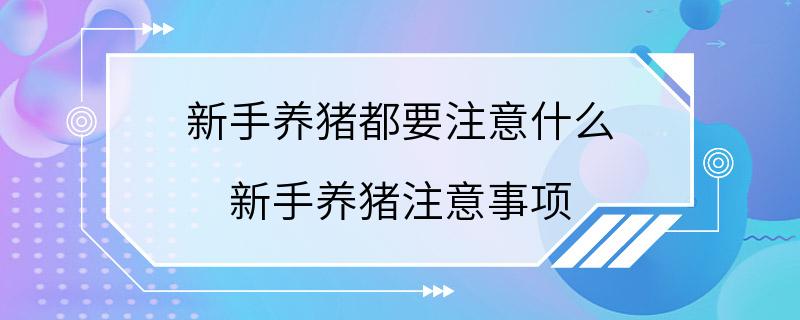 新手养猪都要注意什么 新手养猪注意事项