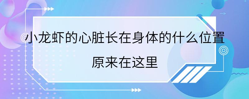 小龙虾的心脏长在身体的什么位置 原来在这里