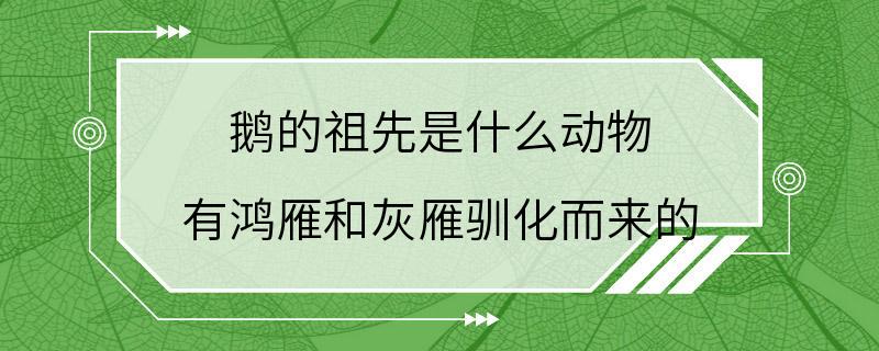 鹅的祖先是什么动物 有鸿雁和灰雁驯化而来的