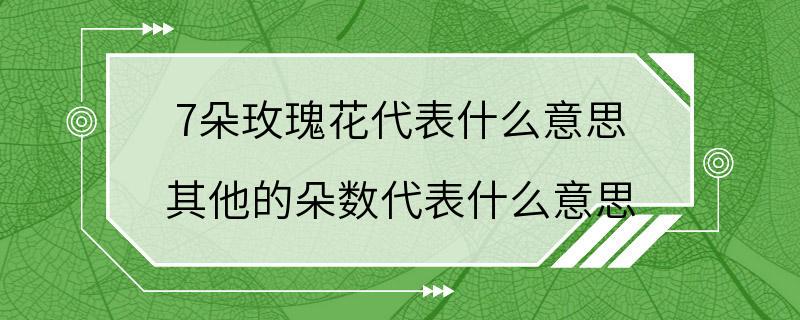 7朵玫瑰花代表什么意思 其他的朵数代表什么意思