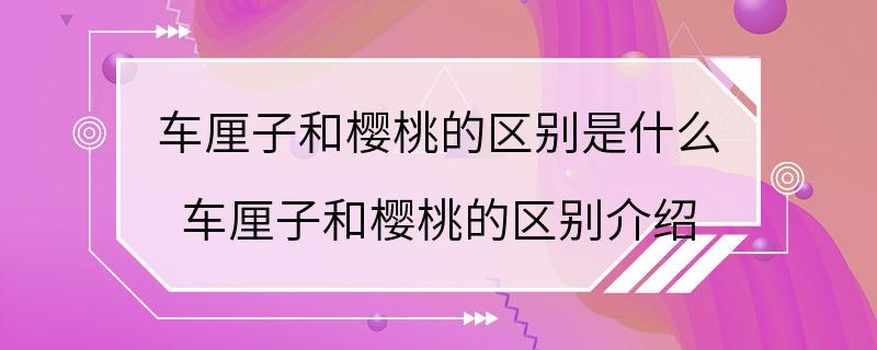 车厘子和樱桃的区别是什么 车厘子和樱桃的区别介绍