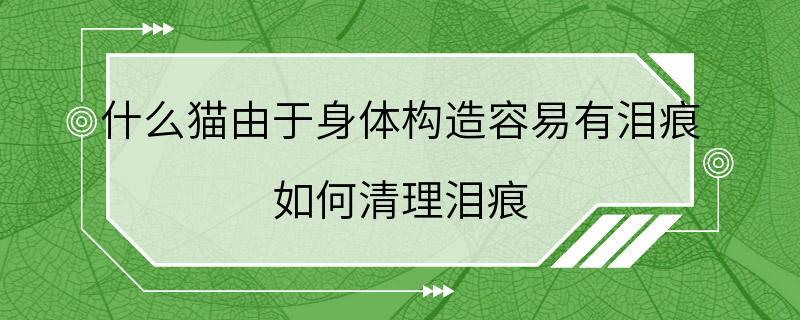 什么猫由于身体构造容易有泪痕 如何清理泪痕