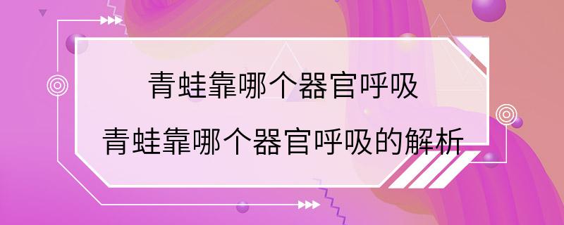 青蛙靠哪个器官呼吸 青蛙靠哪个器官呼吸的解析