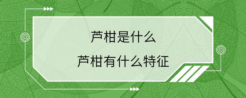 芦柑是什么 芦柑有什么特征