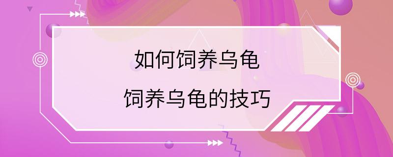 如何饲养乌龟 饲养乌龟的技巧