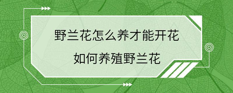 野兰花怎么养才能开花 如何养殖野兰花