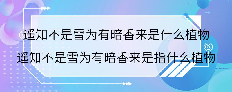 遥知不是雪为有暗香来是什么植物 遥知不是雪为有暗香来是指什么植物