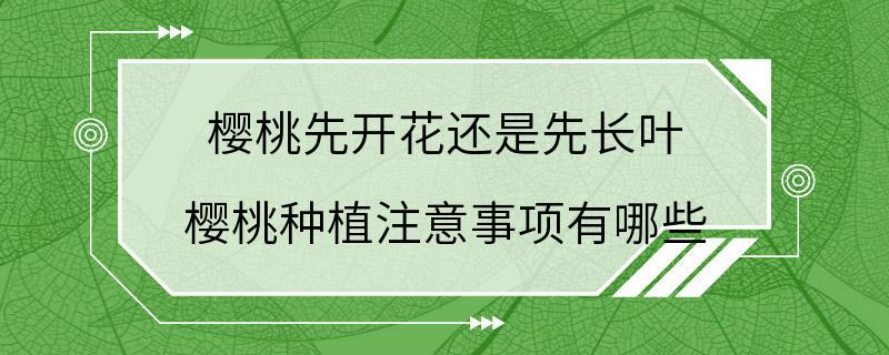 樱桃先开花还是先长叶 樱桃种植注意事项有哪些