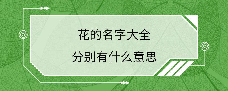 花的名字大全 分别有什么意思