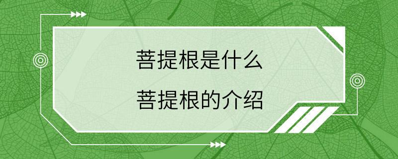 菩提根是什么 菩提根的介绍