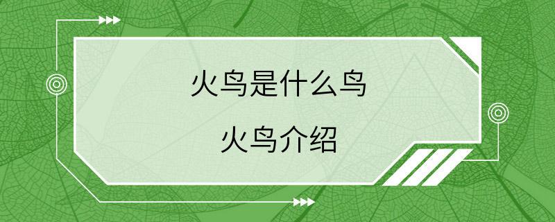 火鸟是什么鸟 火鸟介绍