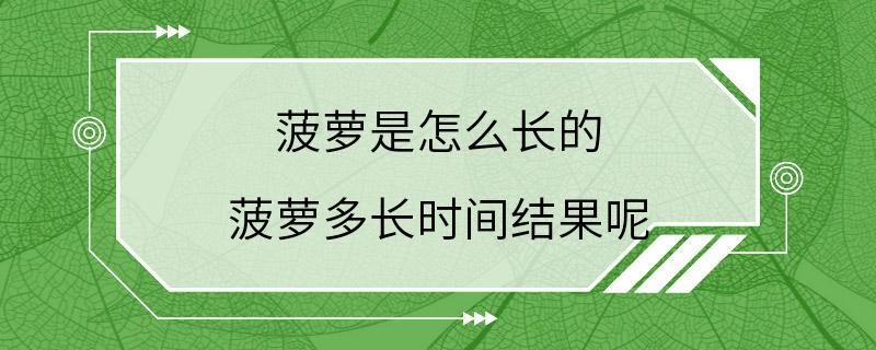 菠萝是怎么长的 菠萝多长时间结果呢