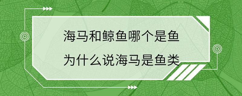 海马和鲸鱼哪个是鱼 为什么说海马是鱼类