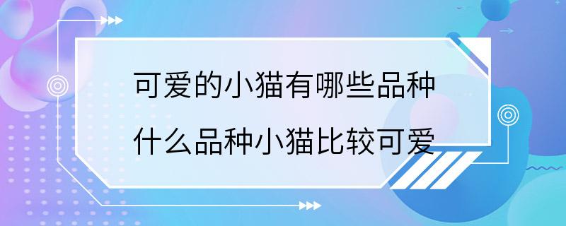 可爱的小猫有哪些品种 什么品种小猫比较可爱