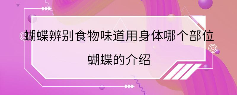 蝴蝶辨别食物味道用身体哪个部位 蝴蝶的介绍