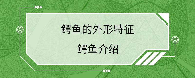 鳄鱼的外形特征 鳄鱼介绍