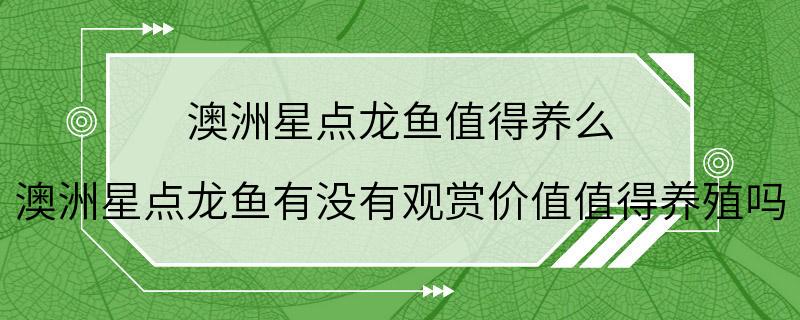 澳洲星点龙鱼值得养么 澳洲星点龙鱼有没有观赏价值值得养殖吗