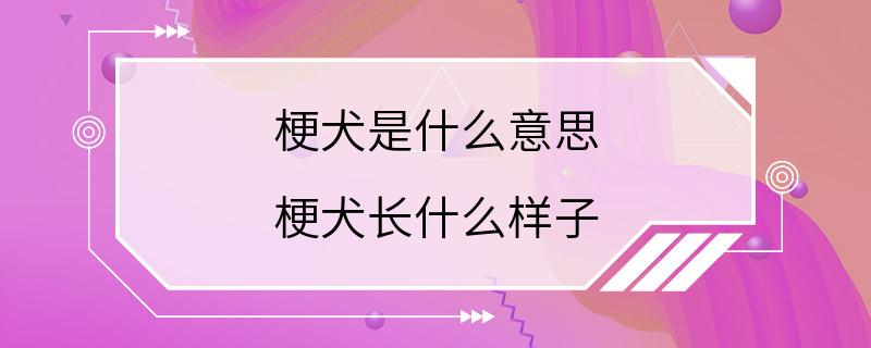 梗犬是什么意思 梗犬长什么样子