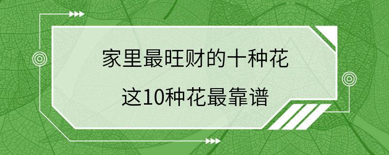 家里最旺财的十种花 这10种花最靠谱