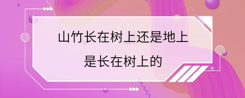 山竹长在树上还是地上 是长在树上的