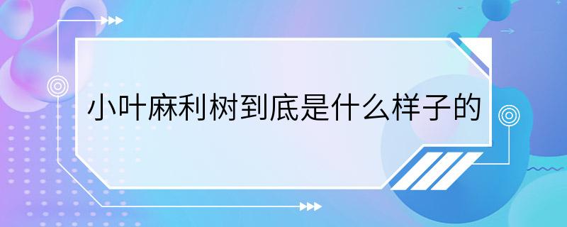 小叶麻利树到底是什么样子的