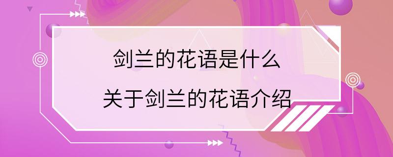 剑兰的花语是什么 关于剑兰的花语介绍