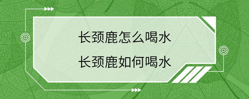 长颈鹿怎么喝水 长颈鹿如何喝水