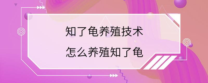 知了龟养殖技术 怎么养殖知了龟