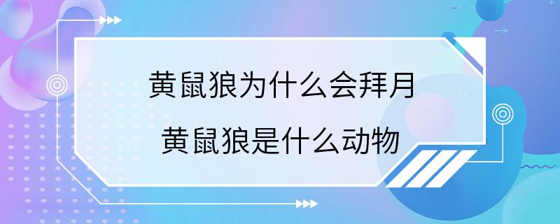 黄鼠狼为什么会拜月 黄鼠狼是什么动物