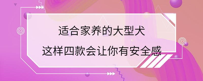 适合家养的大型犬 这样四款会让你有安全感