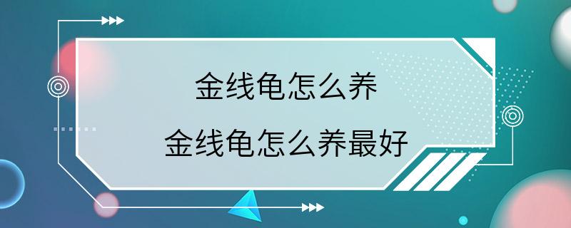 金线龟怎么养 金线龟怎么养最好