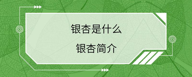 银杏是什么 银杏简介