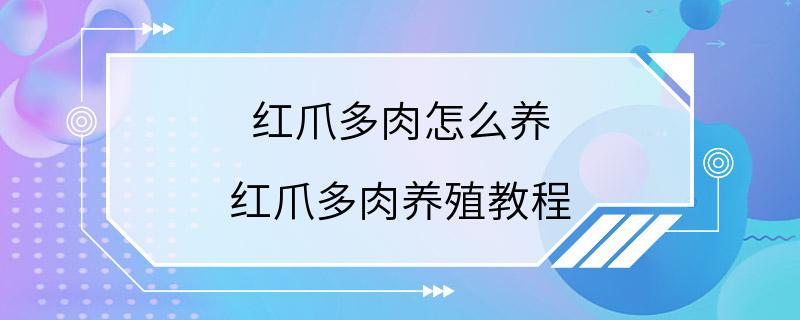 红爪多肉怎么养 红爪多肉养殖教程