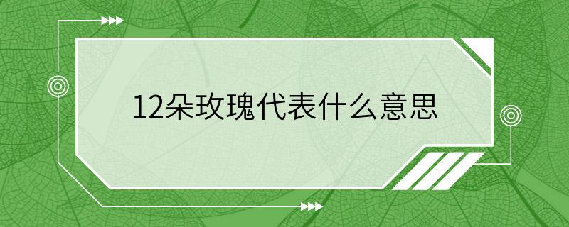 12朵玫瑰代表什么意思