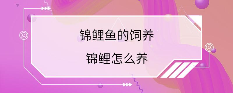 锦鲤鱼的饲养 锦鲤怎么养