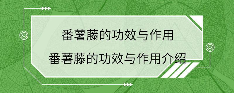 番薯藤的功效与作用 番薯藤的功效与作用介绍